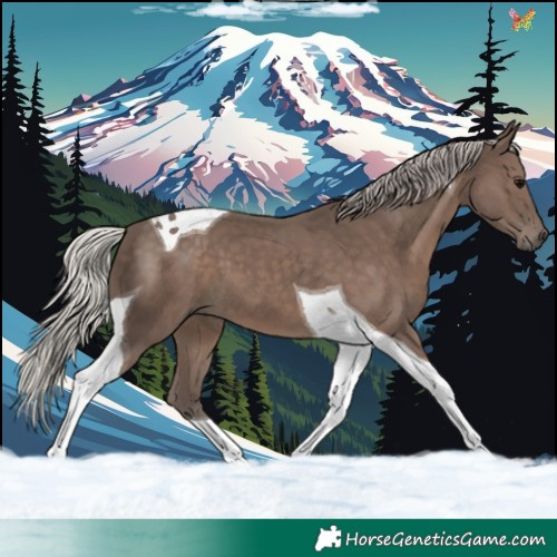 Horse Color:Silver Black Tobiano 