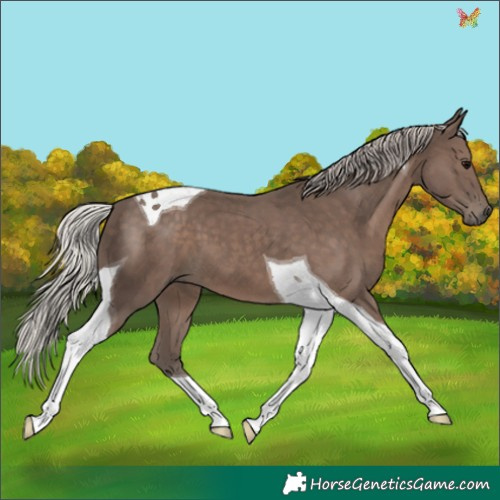 Horse Color:Silver Black Tobiano 