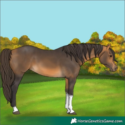 Horse Color:Buckskin Tobiano 