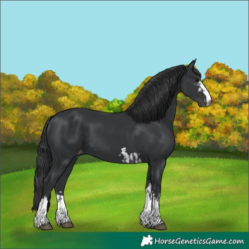 Horse Color:Black and Black Appaloosa