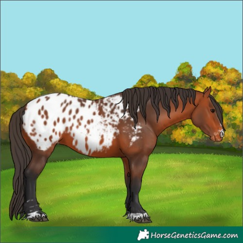 Horse Color:Bay Appaloosa 