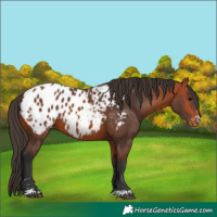 Horse Color:Bay Appaloosa