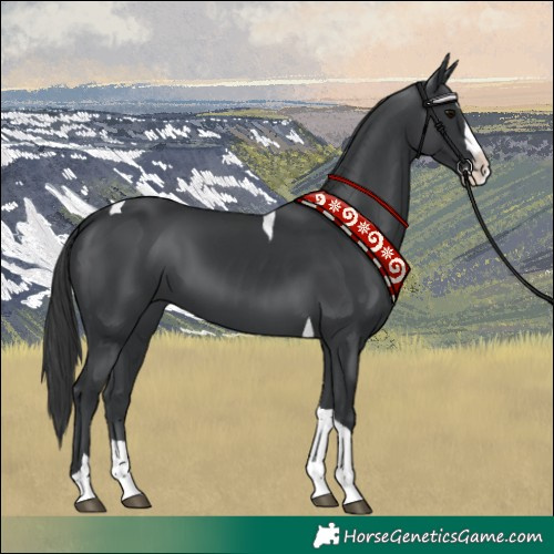 Horse Color:Black Splash Tobiano