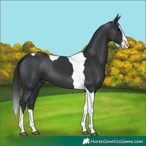 Horse Color:Black Splash Tobiano 