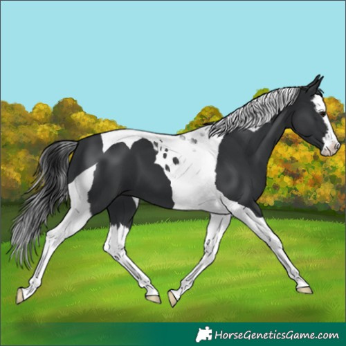 Horse Color:Black Splash Tobiano 