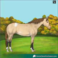 Horse Color:Buckskin Dun Appaloosa