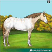 Horse Color:Amber Cream Champagne Dun Frame Appaloosa 