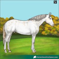 Horse Color:Amber Cream Champagne Dun Frame Blanket 