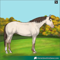 Horse Color:Amber Champagne Dun 