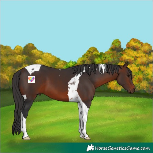 Horse Color:Brown Tobiano 