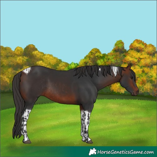 Horse Color:Bay Rabicano  and Bay Tobiano 