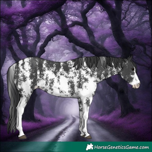 Horse Color:Black Sabino 