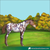Horse Color:Brown Pearl Near Leopard Rabicano 