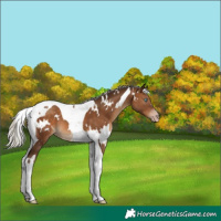 Horse Color:Gray White Spotted Silver Sable Champagne Tobiano Appaloosa