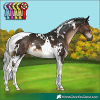 Horse Color:Gray White Spotted Silver Brown Tobiano 