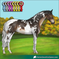 Horse Color:Gray White Spotted Silver Brown Tobiano 