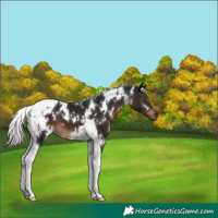 Horse Color:Gray White Spotted Silver Brown Tobiano