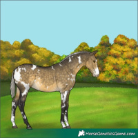 Horse Color:White Spotted Silver Buckskin Dun Mushroom Sabino 