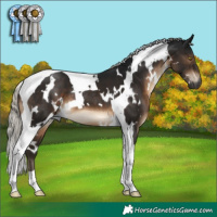 Horse Color:Gray White Spotted Silver Brown Tobiano 