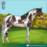 Horse Color:Gray White Spotted Silver Brown Tobiano 