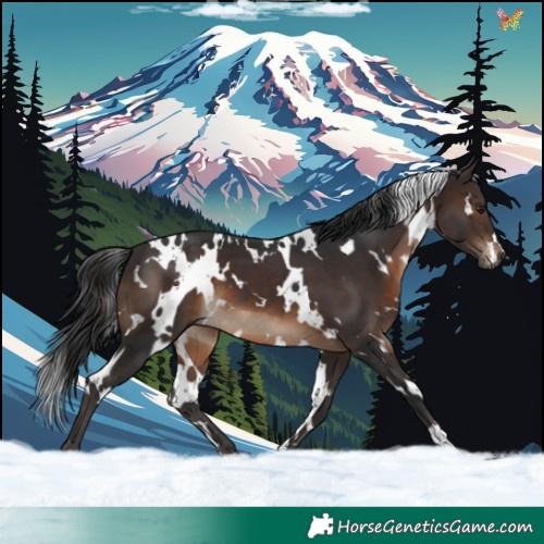 Horse Color:White Spotted Brown 