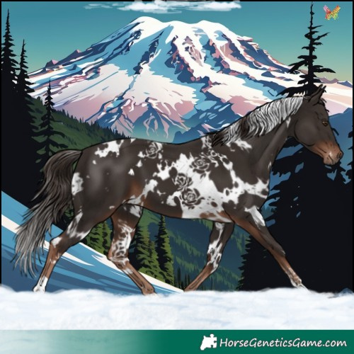 Horse Color:White Spotted Liver Chestnut 