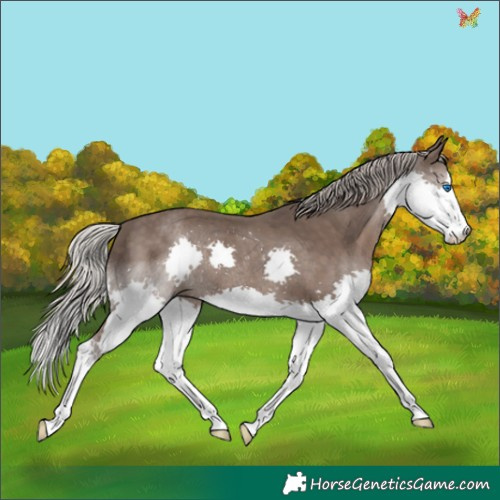 Horse Color:Silver Black Splash 