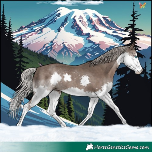 Horse Color:Silver Black Splash 