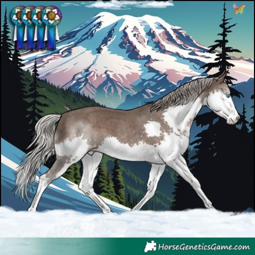 Horse Color:Silver Black Splash 