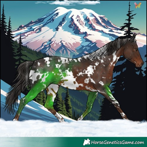 Horse Color:White Spotted Liver Chestnut 