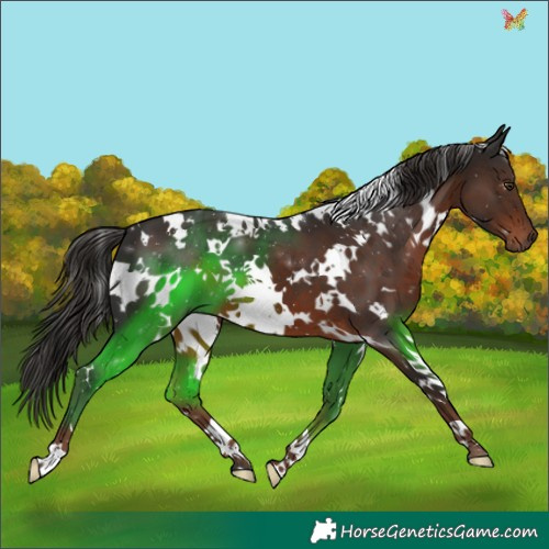 Horse Color:White Spotted Liver Chestnut 