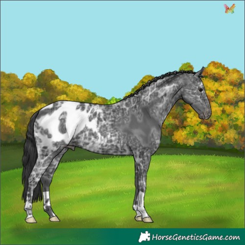 Horse Color:Black Ice Appaloosa