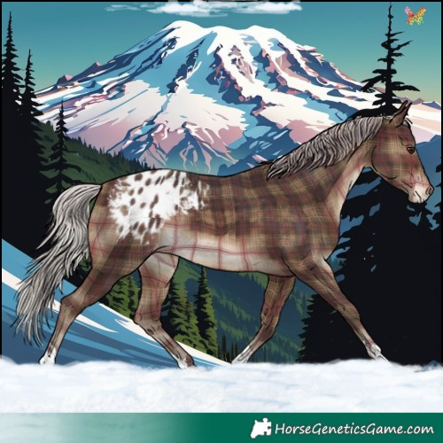 Horse Color:Plaid Silver Brown Appaloosa