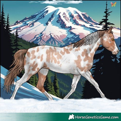 Horse Color:Gold Champagne Roan Tobiano Frame Appaloosa 