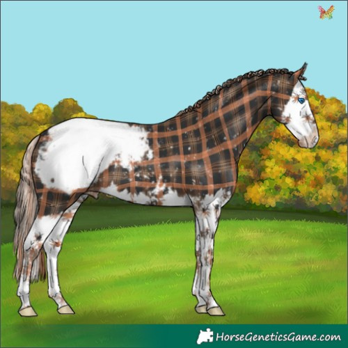 Horse Color:Plaid  Liver Chestnut Splash Appaloosa 