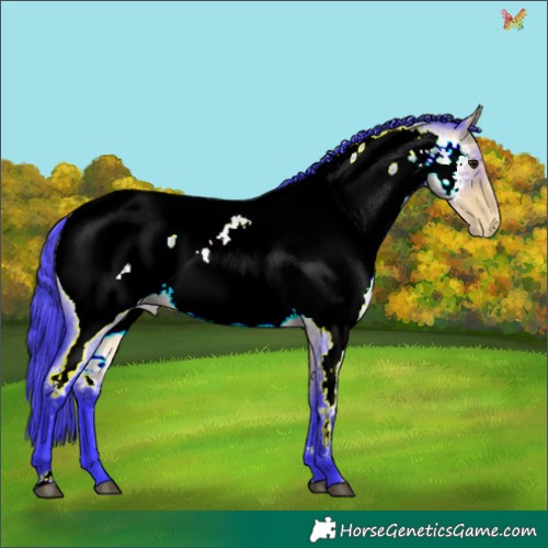 Horse Color:Watercolor Buckskin Roan Appaloosa Rabicano 