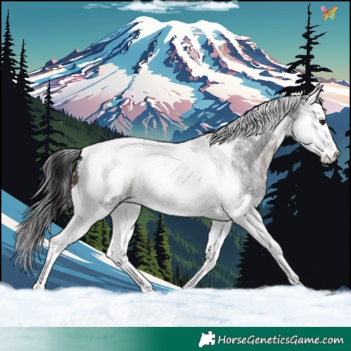 Horse Color:Brown Roan Splash Tobiano Appaloosa 