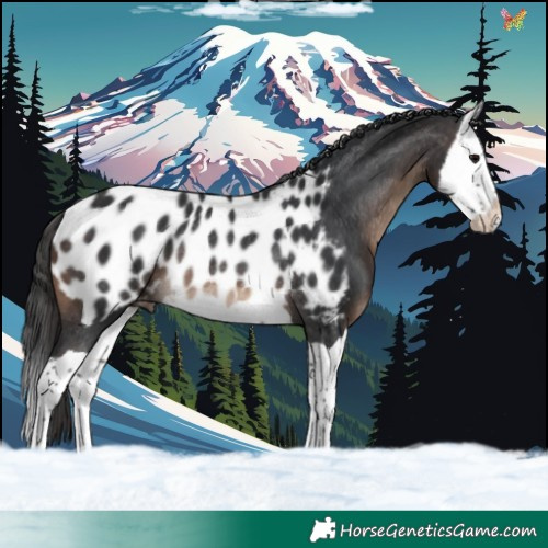 Horse Color:Brown Splash Appaloosa Rabicano 