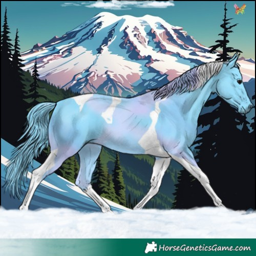 Horse Color:Watercolor Black Tobiano 