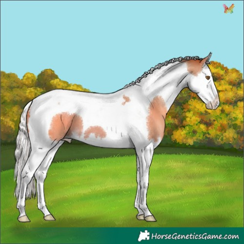 Horse Color:Silver Classic Champagne Splash Tobiano 