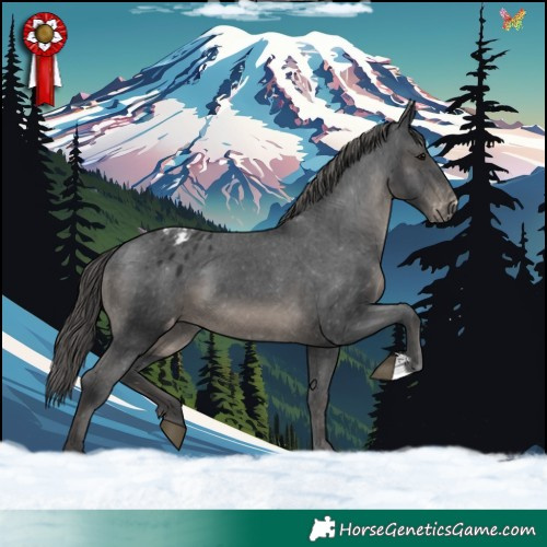 Horse Color:Black Appaloosa 