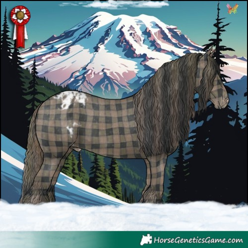 Horse Color:Plaid  Black Appaloosa 