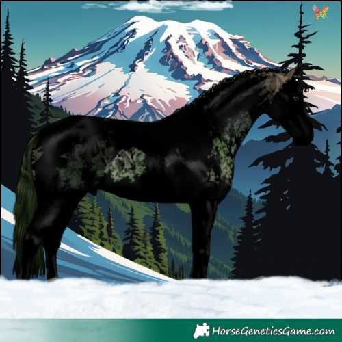 Horse Color:Void Buckskin Dun Sabino Splash Tobiano 