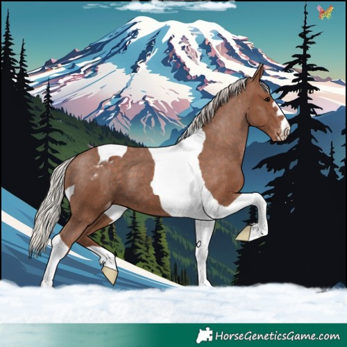 Horse Color:Silver Black Tobiano Appaloosa