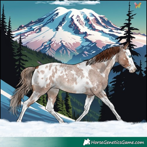 Horse Color:White Spotted Red Roan Splash Appaloosa 