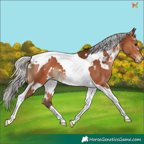 Horse Color:White Spotted Silver Bay Tobiano Appaloosa 