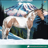 Horse Color:White Spotted Silver Bay Tobiano Appaloosa 