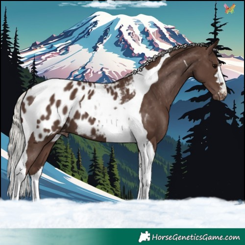 Horse Color:Silver Black Tobiano Appaloosa 