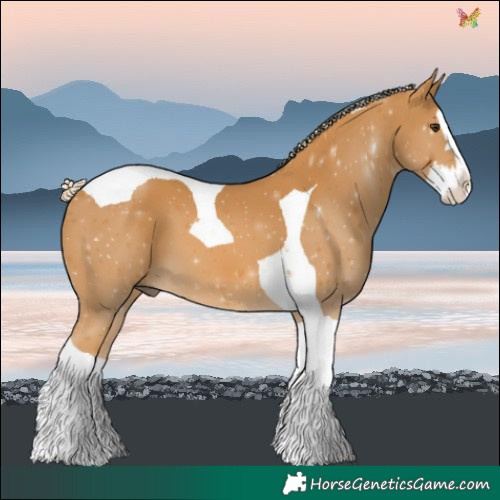Horse Color:Palomino Splash Tobiano 