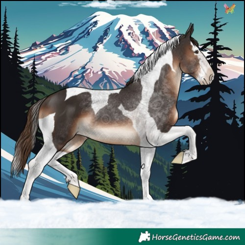 Horse Color:Liver Chestnut Splash Tobiano 